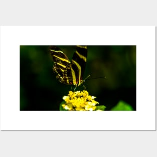 Flower with Butterfly Posters and Art